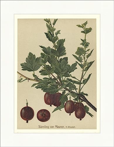 Biller Antik Plántula de albañil Heinrich Grosella Reina de Queens Pomología Frutas Variedades 21