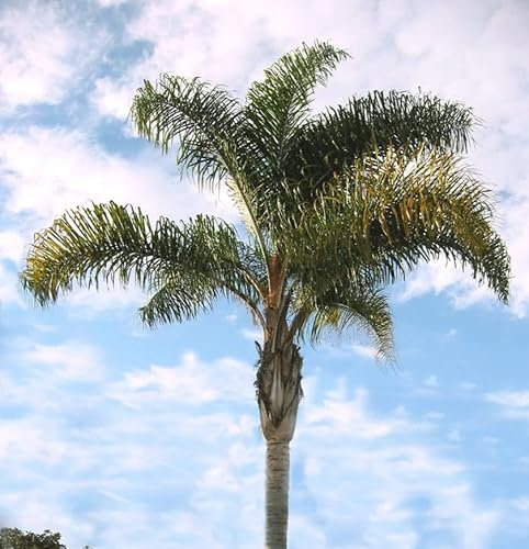 Vivaio Garden Forest Cocos Plumosa, Palma di cocco, Pianta tropicale, Sudamerica, Palma da frutto, Sempreverde, Pianta reale, H 2,50 MT