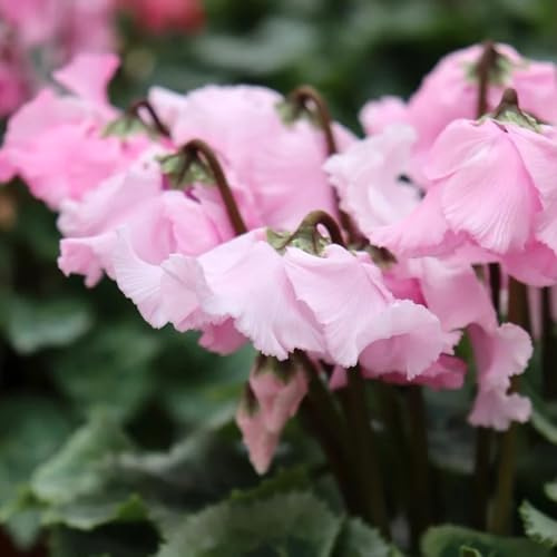 semi di ciclamino da esterno - ciclamino - giardino, appartamento di ciclamino rare, decorazione soggiorno tappezzante perenne resistente 40pcs