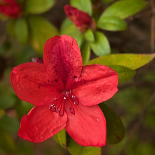 rhododendron - azalee - blumensamen balkon azaleesamen kräuterpflanzen, schnell wachsende gartenblumen, zimmerpflanzen seltene 60samen