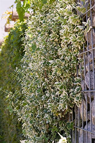 Kriechspindel Euonymus fortunei Emerald Gaiety 20-30 cm immergrün | Weißbunt gerandetes Laub, sonnig bis halbschattig, schnittverträglich, ideal für Beete, Böschungen und Grabbepflanzung