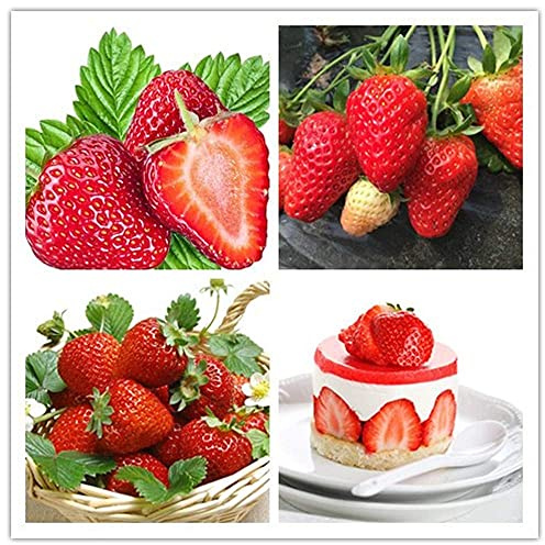 HoitoDeals Fruit Plant Red Climbing Strawberry Seeds For Garden, Sweet Fruit (100 Seeds)