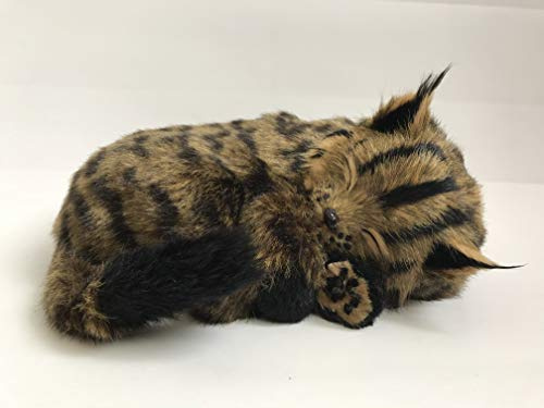 Perfect Petzzz Chat Maine Coon Qui respire The Original Breathing Pet New Huggable Soft Version Plush Toy Gift Bundle