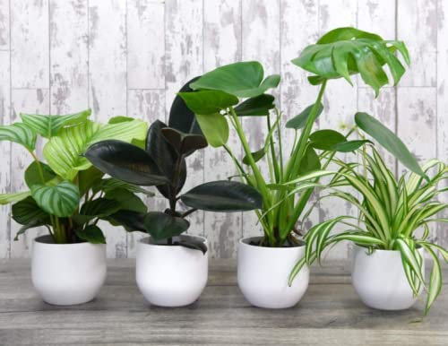 Indoor Jungle House Plants Collection, Containing Swiss Cheese, Spider, Indian Rubber & Prayer Plants