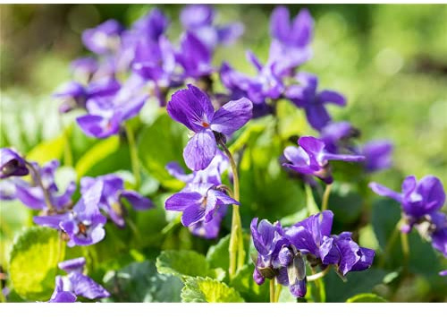Viola odorata 'Königin Charlotte' - Garten-Duft-Veilchen 'Königin Charlotte' - 9cm Topf