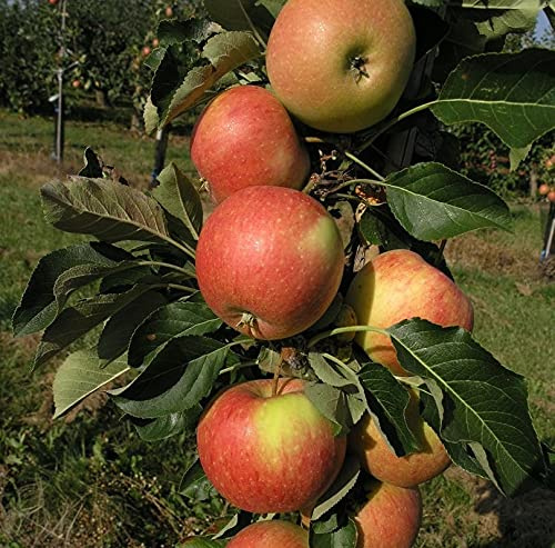 Säulenapfel `James Grieve Super Compact ®´, ca. 80cm im 5L-Topf