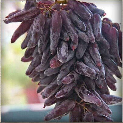 Kalash New 100pcs Hosta Plant Seeds for Gardening Blue