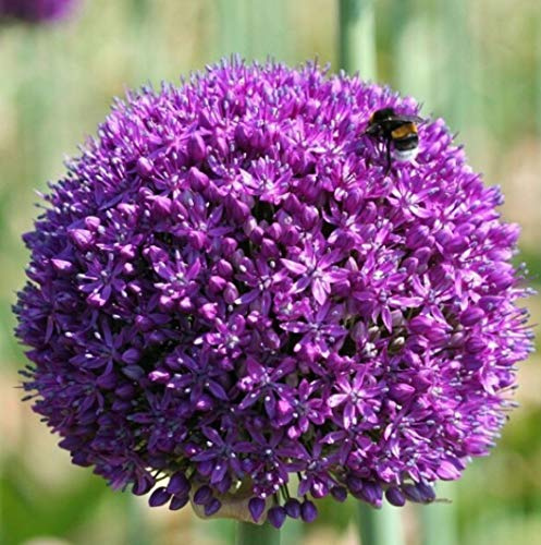 3 X Allium - Allium Gigante AMBASSADOR - aglio ornamentale - Bulbi Di Alta Qualità