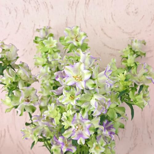 semi di campanula perenni rare, decorazione del soggiorno decorazione di campanule semi to perenni ornamentali perenne resistente 250pcs