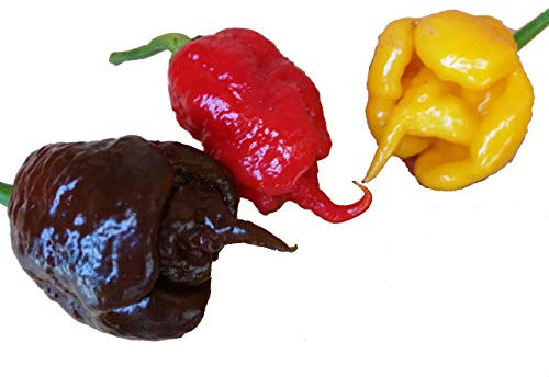 30 SEMI DI PEPERONCINO CAROLINA REAPER RED CHOCOLATE E YELLOW WORLD RECORD COME PIU' PICCANTE AL MONDO