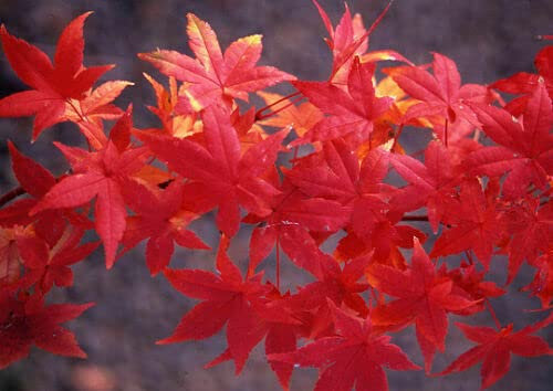 Acero rosso giapponese Acero palmatum Momiji pianta in vaso h 150/200 cm Vivaio di Castelletto