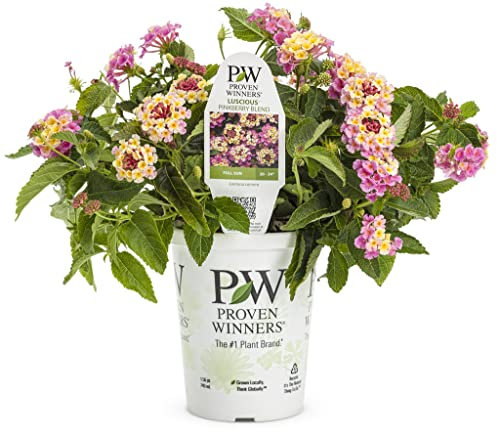 Lantana Natural Planta con Flores de Cultivo Exterior