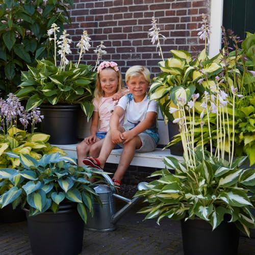 Mehrjährige Host Premium Gartenkollektion, Hosta-Mischung aus 10 Hybriden in 10 Sorten, große Funkia-Pflanzen Winterharte, wurzelnackte Stauden aus Holland (keine Samenzwiebeln)