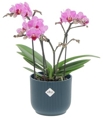 KENTIS - Orchidea Phalaenopsis Boquetto Fucsia Rara - Piante da Interno Vere Fiorite Purifica Aria Appartamento - Vaso Ø 12 cm