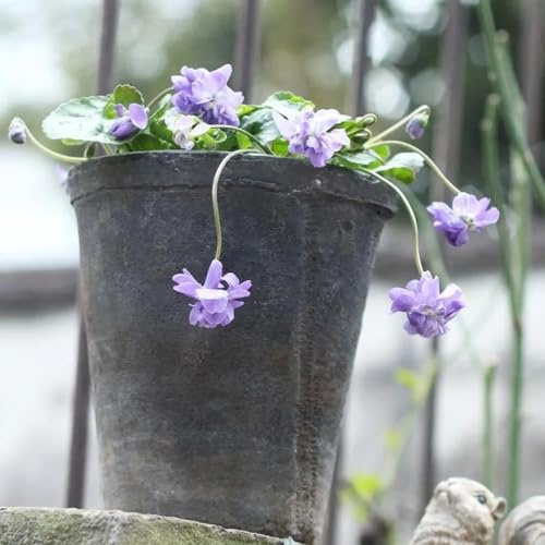 semillas de violeta dulce viola odorata perenne resistente que cubre el suelo, resistentes para el jardín, aromáticas, para el balcón, 125pcs