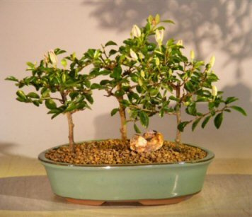 Bonsai Boy e2874 Flowering Lavender Star Flower Bonsai Tree - 3 Forest Group - Grewia Occidentalis