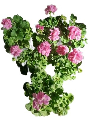 Geranios Rosa DECOALIVE Pack de 6 Plantas Naturales con Flores Rosa