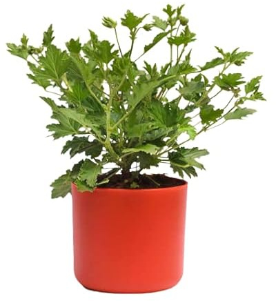 Geranio Citronela La Planta de Exterior que Ahuyenta los Mosquitos de Forma Natural