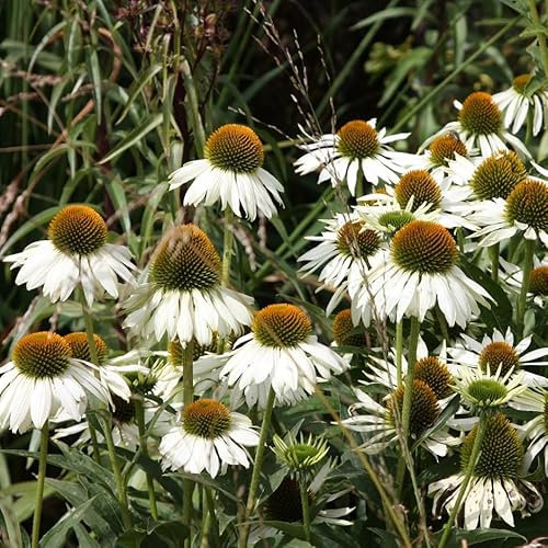 Plant Theory White Swan Coneflower Perennials Flowering Plants Echinacea Purpurea 2L Pot
