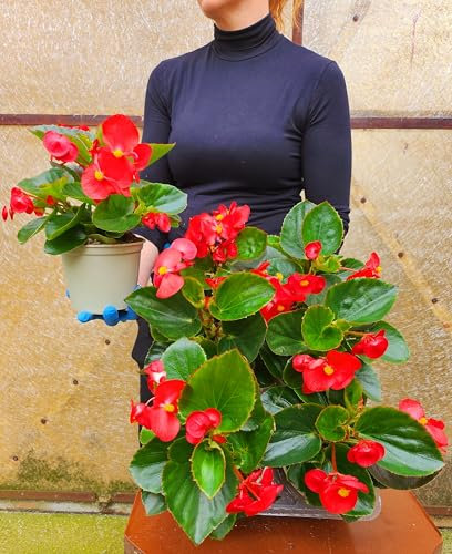 POWERS TO FLOWERS - BEGONIA BIG A FOGLIA VERDE E FIORE ROSSO, 3 PIANTE VASO 14 CM DIAMETRO, piante vere