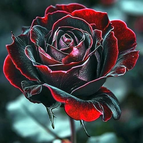Eleganz Rosen-Rhizom, Überraschend wachsend, Winterhart Mehrjährig, Geeignet für Frühling und Herbst, Kein Gießen Erforderlich-2 Rhizom-E
