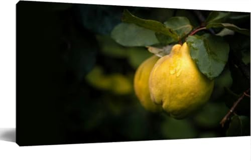 JOPZEMTYED Wall Art Frame Gallery Wall Decor Ripe yellow quince fruits rain drops grow quince tree green foliage at Modern Canvas Prints Artwork for Living Room Bedroom Office Kitchen 20x40Inch