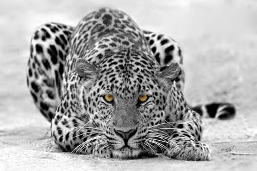 Cuadro leopardo blanco y negro – Made in France – Cuadro de cristal acrílico 120 x 80