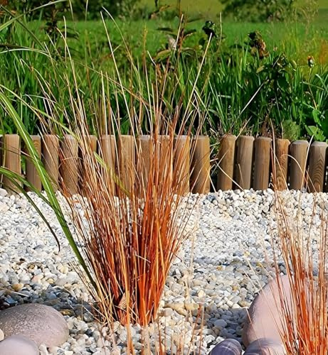 Stauden Gänge 1 x Carex buchananii 'Firefox' Fuchsrote Neuseeland | Mittelhohes Ziergras für Sonne bis Halbschatten, Blüte Juli bis August, mehrjährig, 1 L Topf (11x11 cm)