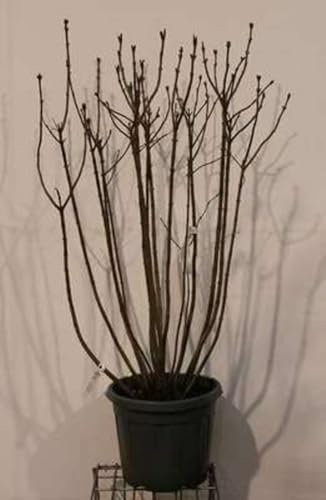 Syringa vulg. 'Michel Buchner' - Lilas Commun 'Michel Buchner' 50-60 cm en pot