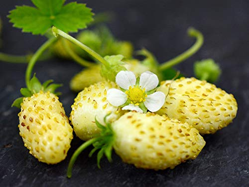 NIKA SEEDS - Seeds Fruit Alpine Strawberry Yellow - 100 Seeds