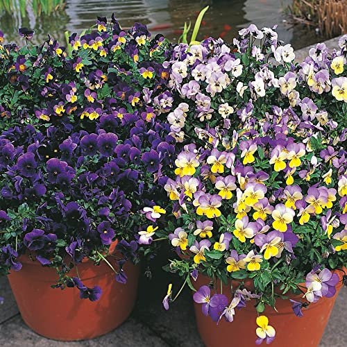 Pansy Viola x wittrockiana Seeds 'Singing The Blues' Trailing Scented Blooms Hardy Perennial Easy to Grow Your Own Garden Flowers 1x Packet (Approx. 25 Seeds) by Thompson and Morgan