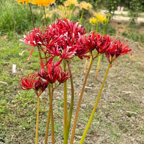 giglio ragno, gigli ragno, lycoris - giardino di primaverili regalare giglio, Lycoris radiata balcone, decorative in vaso giardino bonsai interno 12bulbi