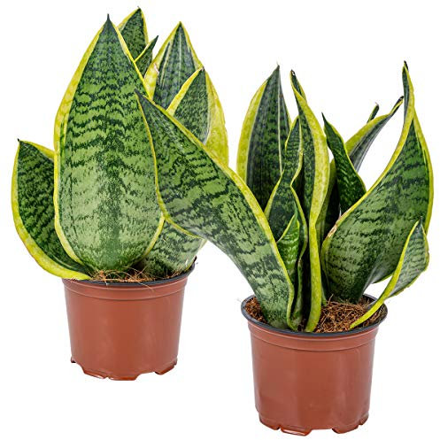 Bloomique - 2er Set - Sansevieria Laurentii - Bogenhanf - Sukkulenten - Zimmerpflanzen - Sehr Pflegeleicht - Höhe 30-40 cm - Topf 12 cm