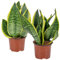 Bloomique - 2er Set - Sansevieria Laurentii - Bogenhanf - Sukkulenten - Zimmerpflanzen - Sehr Pflegeleicht - Höhe 30-40 cm - Topf 12 cm