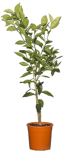 Citrus sinensis Tu Árbol Frutal Ideal Para el Exterior del Hogar - Naranjo