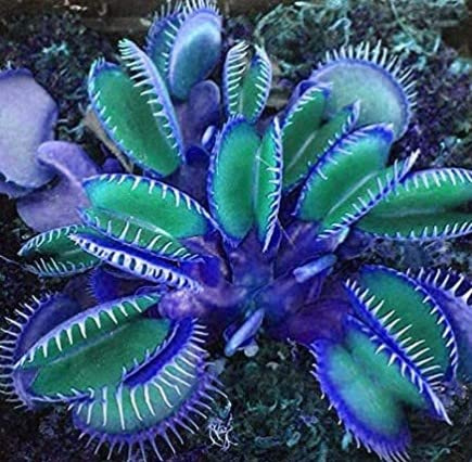 Generic 100pcs Venus Fly Trap Plant Seeds Blue Green