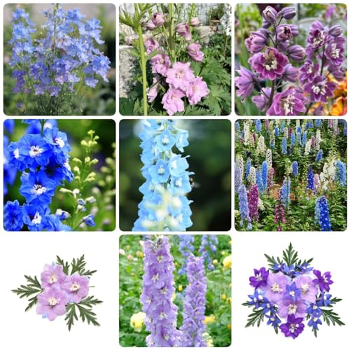 200 pcs rittersporn samen, winterfeste pflanzen für balkon balkonpflanzen Delphinium grandiflorum - Consolida ajacis pflanzensamen blumendeko ausgefallene geschenke zimmerbonsai bonsai