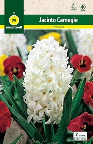 Mascarell Semillas, JACINTOS CARNEGIE, Semillas Bulbosas, Bulbos de Flores Otoño Fácil de Cultivar, Bolsa 3 Bulbos