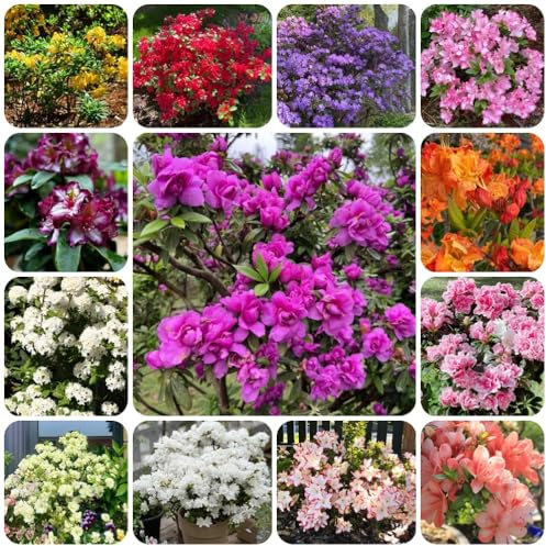 Semi di rododendro - regali per gli amanti del giardino Rododendro - semi esotici vecchie varietà rare e perenni semi di giardino 600pcs