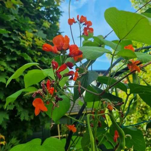 feuerbohnen kaufen, bohnensamen exotische alte gemüsesorten prunkbohnen zierblumen blumendeko für sonnige plätze wintergemüse winterharte garten gemüsesamen alte sorten 90samen