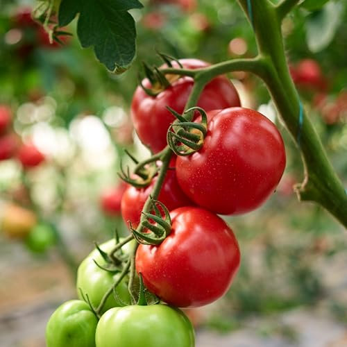 PREMIER SEEDS DIRECT - Vegetable Seeds - Tomato Tamina - 50 Seeds