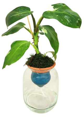 I GIARDINI DI GIULIA - Philodendron White Ø14 cm H.50 | Pianta in Idrocoltura con Cono in Terracotta e Vaso in Vetro | Elegante e Facile da Coltivare Pianta vera