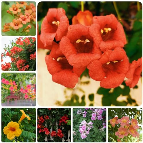 TrompetenblumeSamen, kletterpflanzen winterhart schnellwachsend Campsis grandiflora, gartenpflanzen winterhart mehrjährig garten balkonpflanzen 20pcs