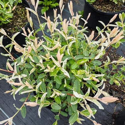 semillas de tallo de sauce arlequín - resistentes, jardín decoración exóticas 30pcs