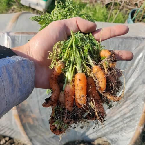 semi di carota semi di balcone biologici resistenti giardino del balcone con letti alti perenni resistenti 500pcs
