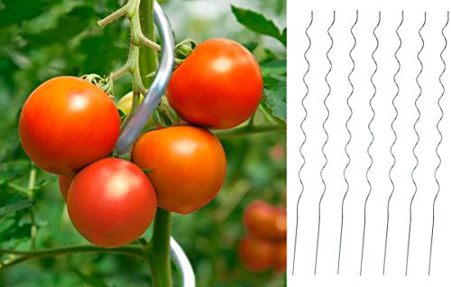 Markenlos 50 x Tomaten-Spiralstab 180cm Stahl verzinkt
