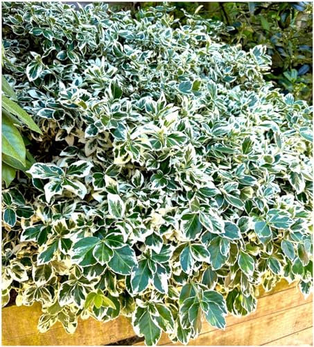 GrowOn Shrubs Euonymus Fortunei Spindle Bush 'Emerald Gaiety' | Evergreen Shrub | Outdoor Garden Ready Plant