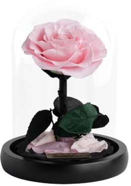 Infinity - Mini Dome Rose - 1 echte Infinity Rose im Glas, wie bei die Schöne und das Biest - Das perfekte Geschenk