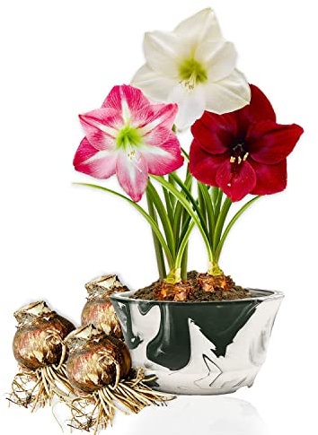 Bulbi di Amaryllis Collezione Economico - 3 Bulbi Fiori in grande formato 26/28 - Piante e Fiori Esclusivi dall'Olanda - Autentici Hippeastrum (non semi, senza cera e non artificiali)