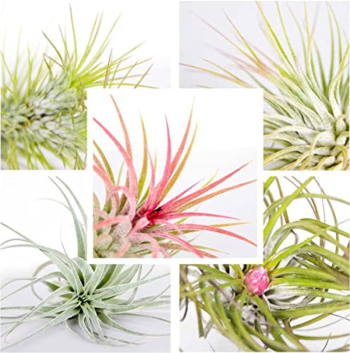 Plantas del Aire |Pack 5 Unidades | Tillandsias Mix Especies
